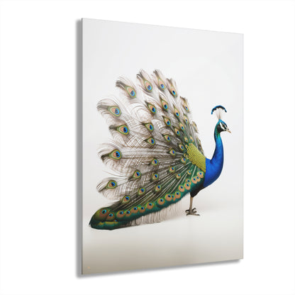 Peacock, Animal Concept Style, Acrylic Wall Art