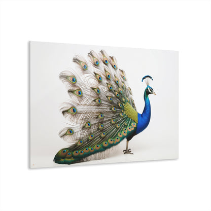 Peacock, Animal Concept Style, Acrylic Wall Art