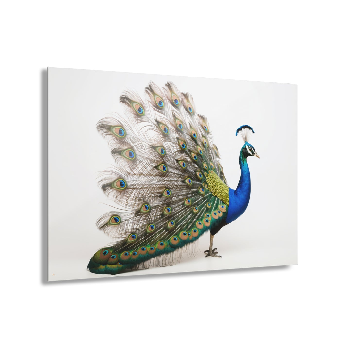 Peacock, Animal Concept Style, Acrylic Wall Art