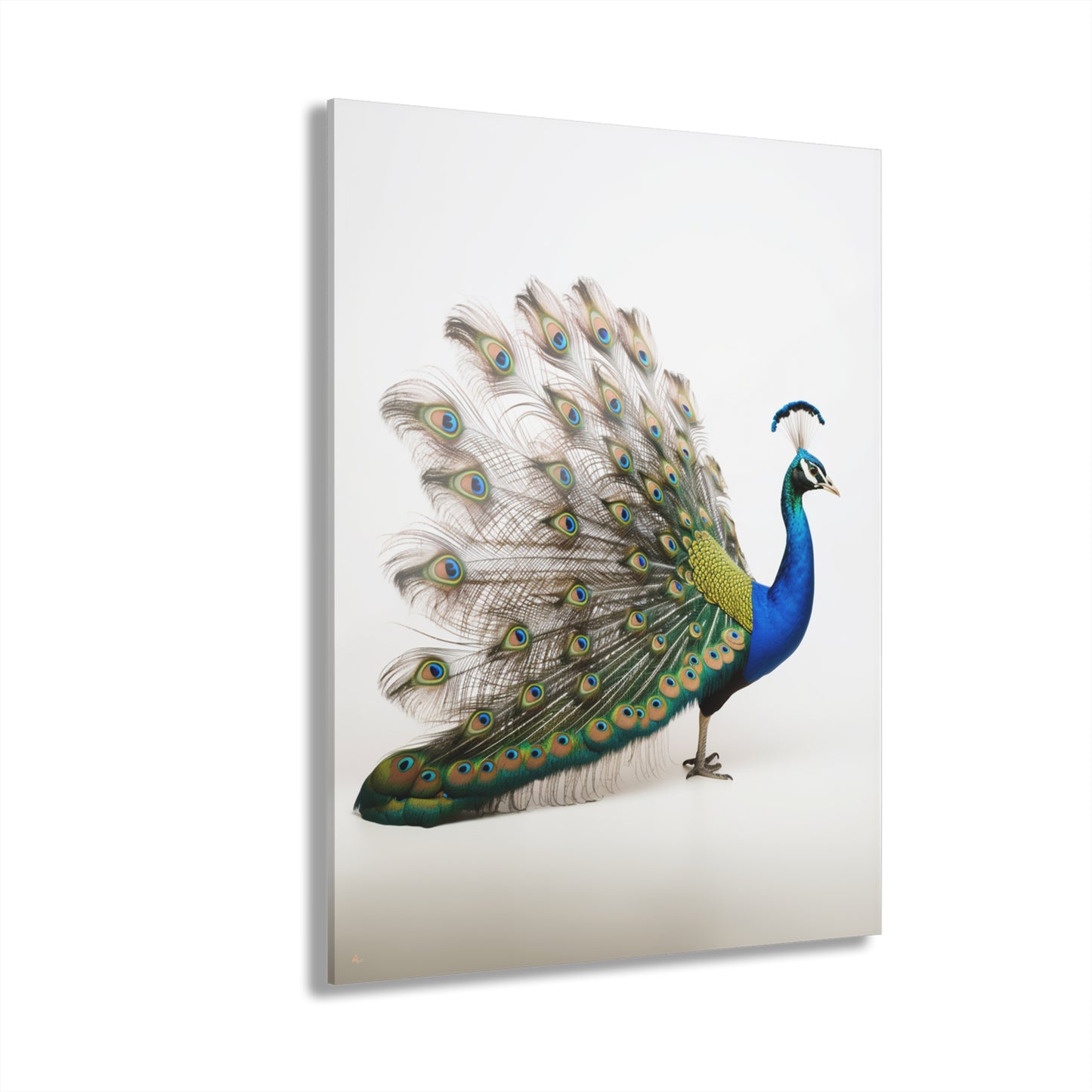 Peacock, Animal Concept Style, Acrylic Wall Art